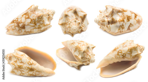 Set of six Cymbiola chrysostoma conch shell angles isolated on white background. Mollusk seashells
