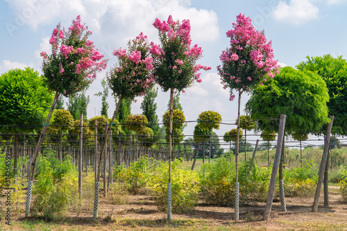 Rows of flowering seedlings of lagerstroemia and decorative trees in a nursery