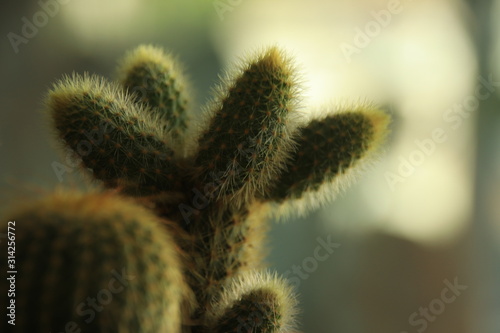 Close up of a Cholla Cactus (Cylindropuntia fulgida), a popular cactus for indoor decoration to create a relaxing and gender neutral space