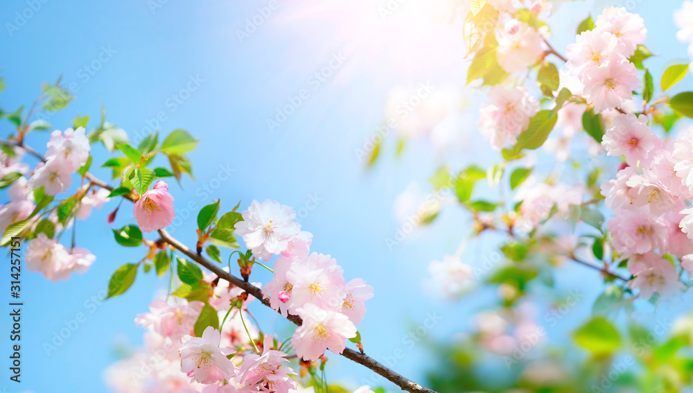 Natural spring floral colorful background in rays of sun. Beautiful branch blossoming cherry soft focus, blue sky in sunny day, macro. Gentle pink flower sakura in nature, copy space.