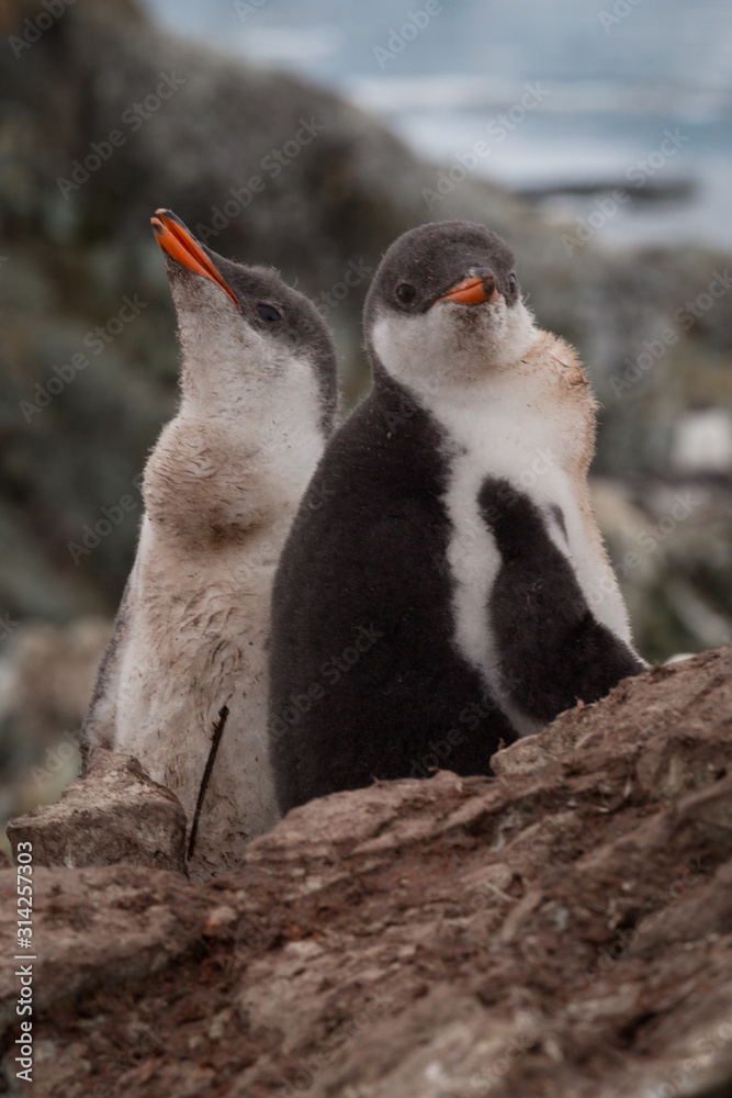 Fototapeta premium Pair of Gentoo baby chick penguins on the stone nest in Antarctica, Argentine Islands.