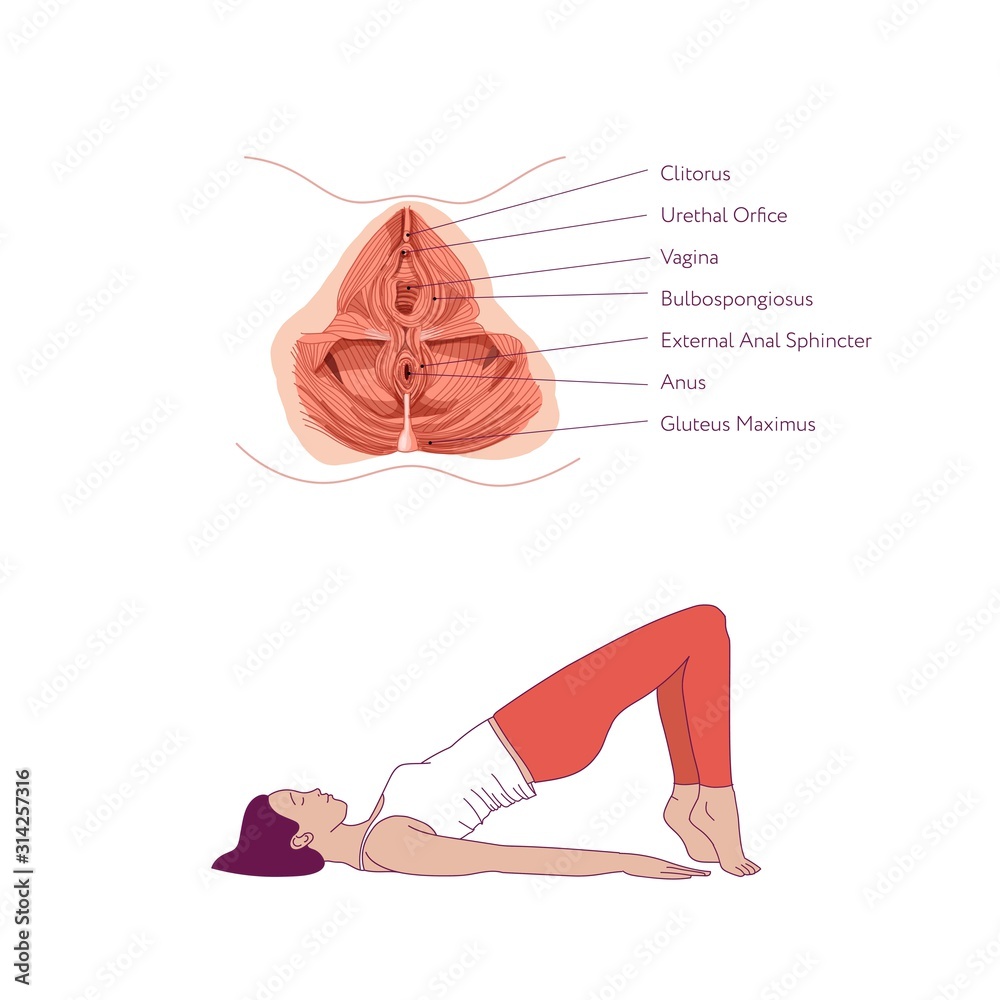 Exercises to strengthen the muscles of the vagina and pelvic floor muscles. Kegel exercises. Vector illustration isolated on white background. Simple line style. Stock Adobe Stock