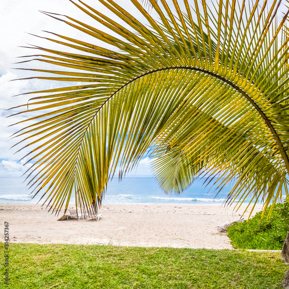 palm tree on the beach of Boucan Canot, Réunion Island  - obrazy, fototapety, plakaty 