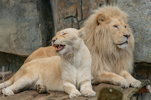 Принти на полотні a male and female white lion lie side by side on a wooden platform