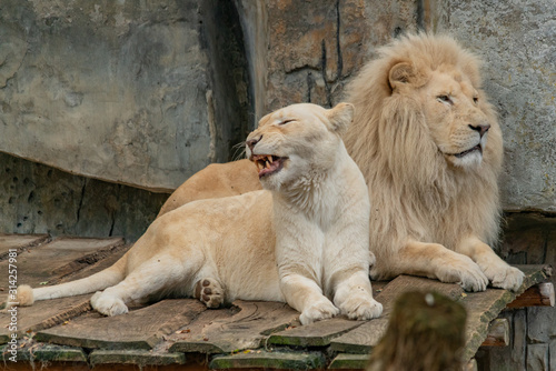 Foto a male and female white lion lie side by side on a wooden platform
