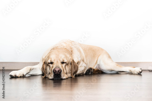 Perro Labrador durmiendo