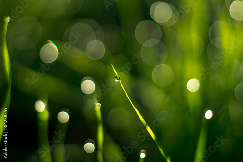 Close-up view of grass and dew drops, Beautiful bokeh in the background