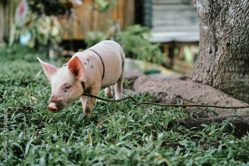 Fototapeta premium Newborn piglet on green grass on a farm.