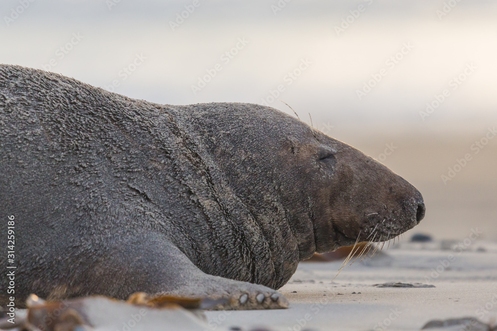 Obraz premium close-up male gray seal bull (halichoerus grypus) on sand beach