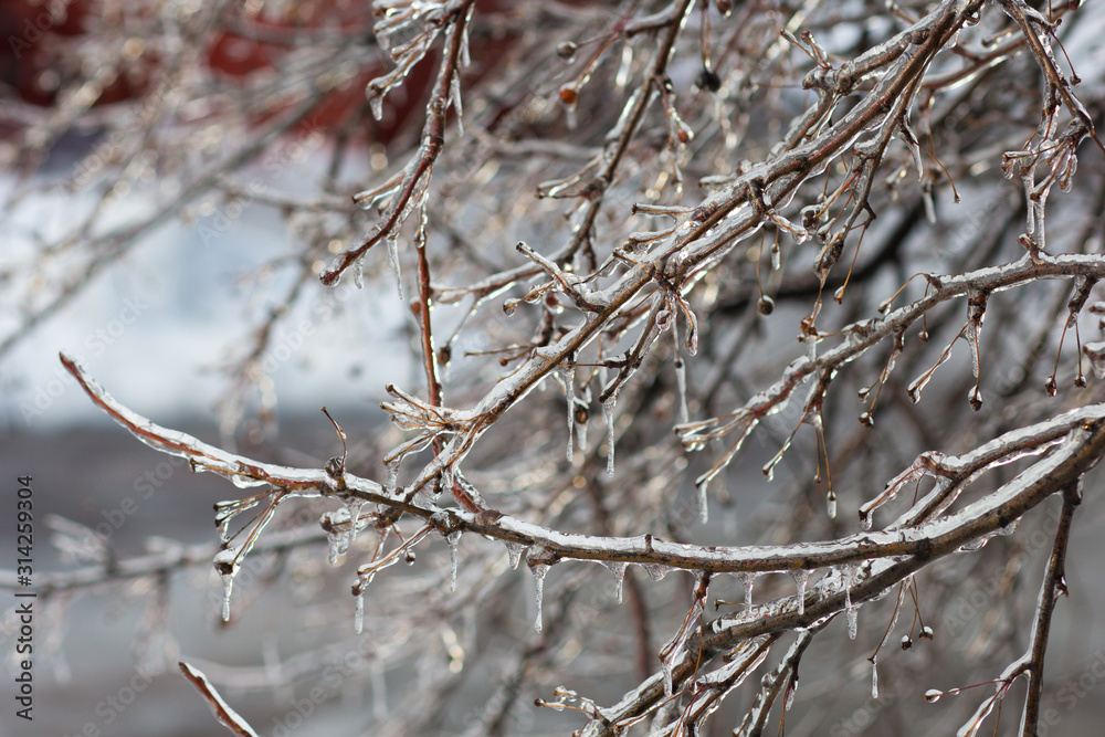 Frozen branches of tree in ice in the winter forest Frozen branches of tree in ice in the winter forest