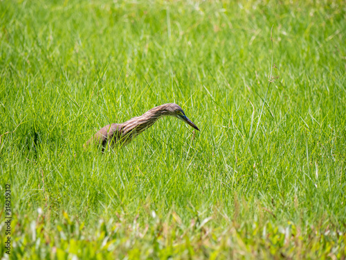 Pond Heron Bird at Wachirabenchathat Bangkok Thailand photo