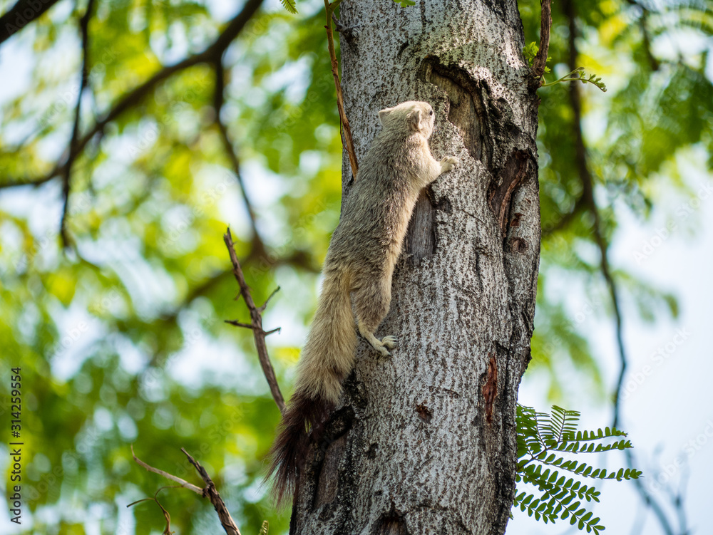 Obraz premium Squirrel on The Tree at Wachirabenchathat Public Park Bangkok Thailand
