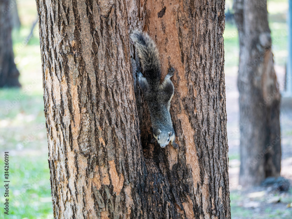 Obraz premium Squirrel on The Tree at Wachirabenchathat Public Park Bangkok Thailand