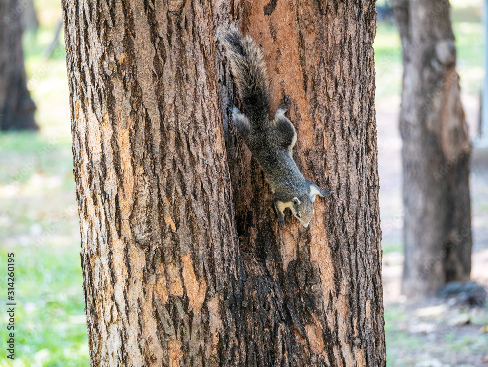 Squirrel on The Tree at Wachirabenchathat Public Park Bangkok Thailand Squirrel on The Tree at Wachirabenchathat Public Park Bangkok Thailand