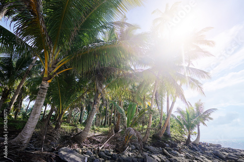 Sunny day. Beautiful green coconut palm trees. photo