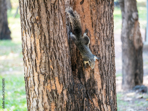 Squirrel on The Tree at Wachirabenchathat Public Park Bangkok Thailand photo
