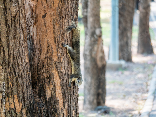 Squirrel on The Tree at Wachirabenchathat Public Park Bangkok Thailand photo