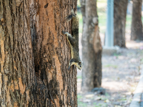 Squirrel on The Tree at Wachirabenchathat Public Park Bangkok Thailand