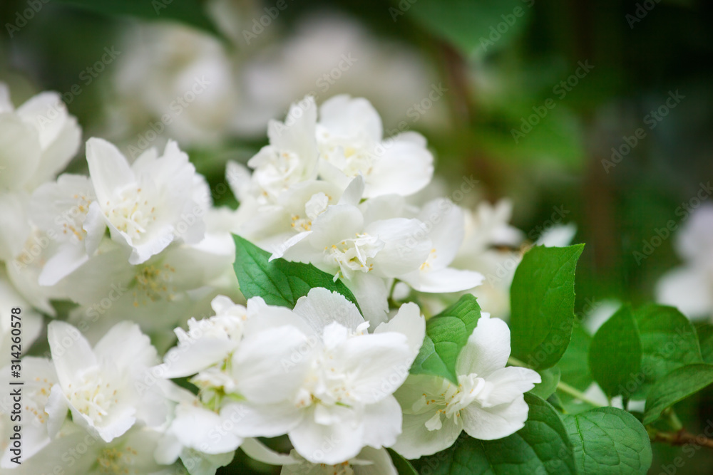 White jasmine flowers blossom on green leaves blurred background closeup, delicate jasmin flower blooming branch macro, spring floral bunch, beautiful springtime orchard nature, summer garden in bloom White jasmine flowers blossom on green leaves blurred background closeup, delicate jasmin flower blooming branch macro, spring floral bunch, beautiful springtime orchard nature, summer garden in bloom