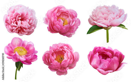 Beautiful peonies on white background. Pink flowers isolated.