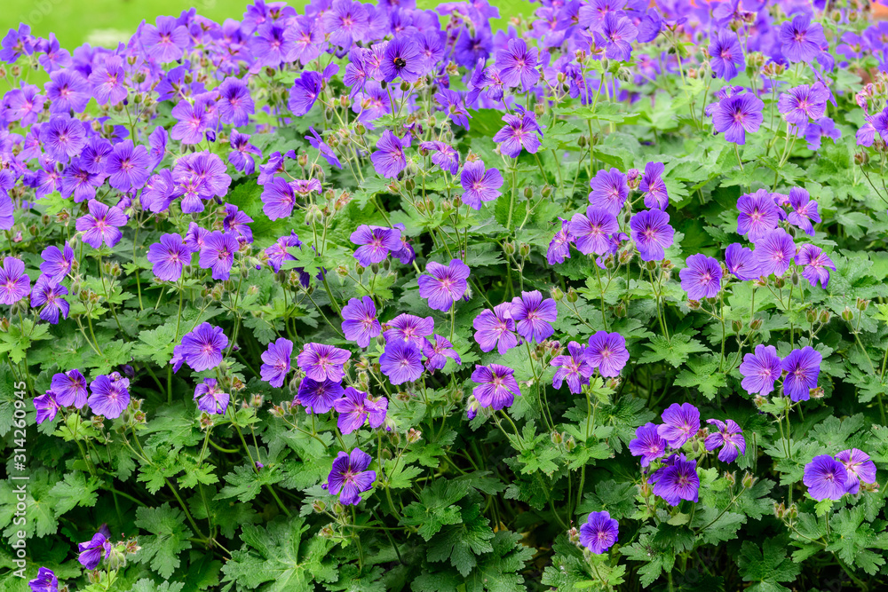 Many small delicate blue flowers and green leaves of Geranium pratense wild plant, commonly known as the meadow crane's-bill or geranium  in a British cottage style garden in a sunny summer day