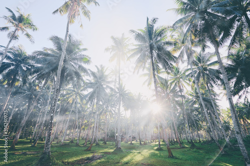 Tropical landscape. Beautiful green coconut palms plantation.