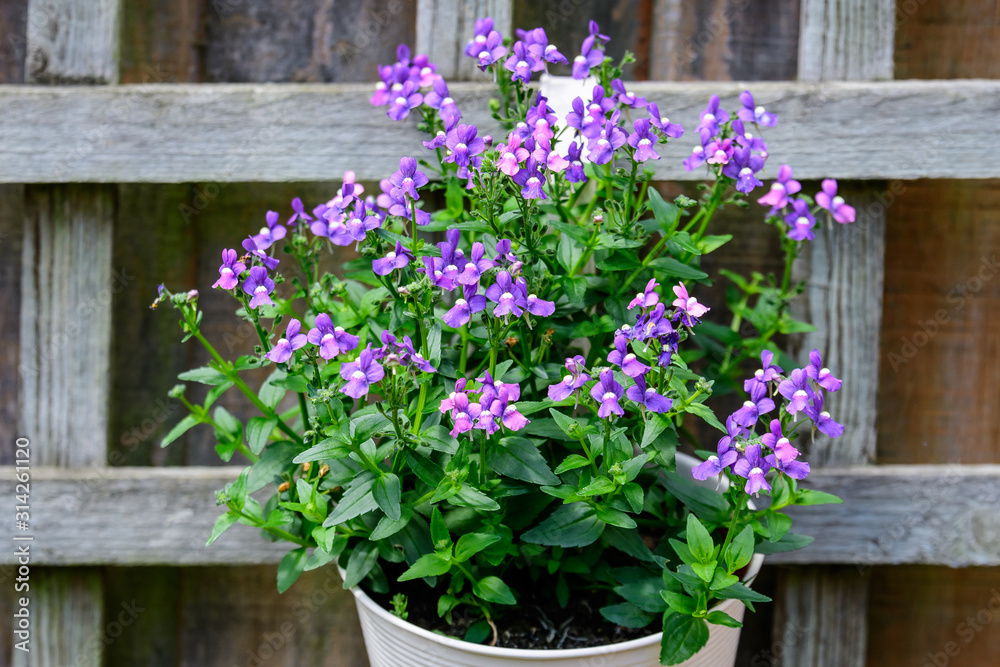 Mixed small vivid blue colored decorative flowers in a garden pot displayed in front of a wooden wall in a British cottage style garden in a sunny summer day 