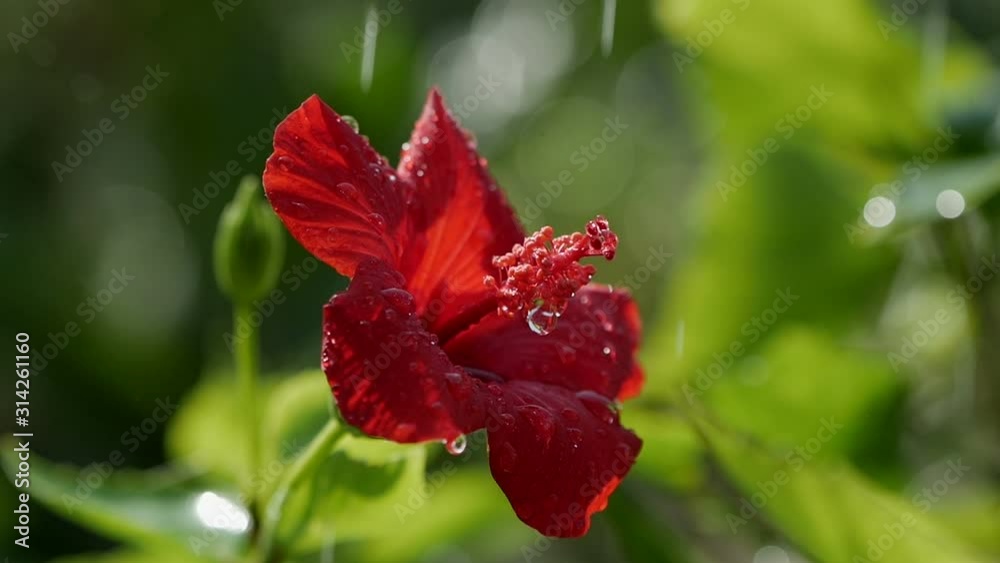 Red hibiscus flower under the rain Red hibiscus flower under the rain