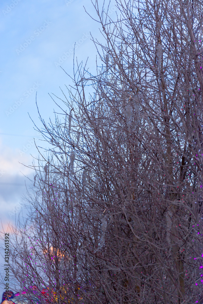 Trees are decorated with frost and light bulbs. Moscow, Russia. Trees are decorated with frost and light bulbs. Moscow, Russia.