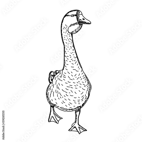 vector, isolated, sketch goose pet