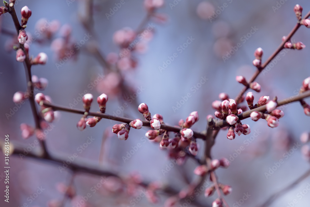 apricot flower buds pink on a branch in spring close-up apricot flower buds pink on a branch in spring close-up