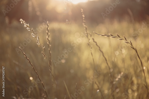 spikelets of grass in a meadow in bright sunlight with a blurred background and highlights