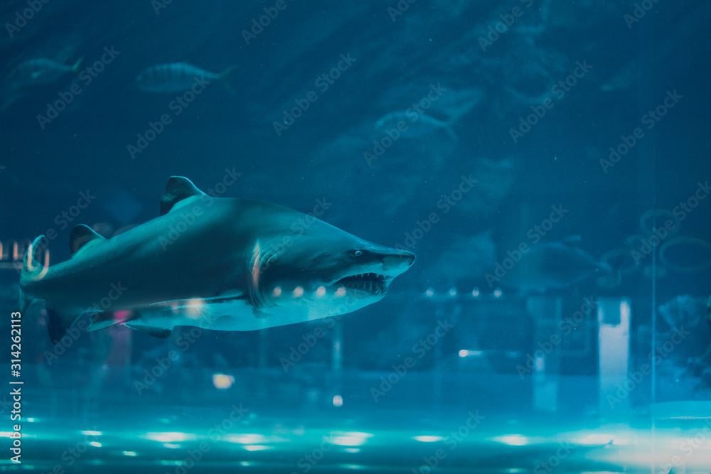 Fototapeta premium Shark and small fishes swimming in aquarium - deep blue shades.