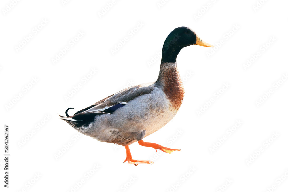 Duck walking isolated on white Duck walking isolated on white
