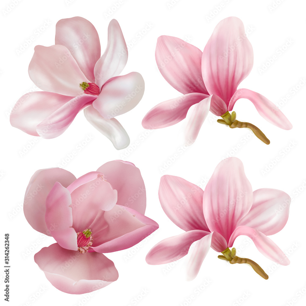 Collection of magnolia isolated on white background. Hand drawn graphic 