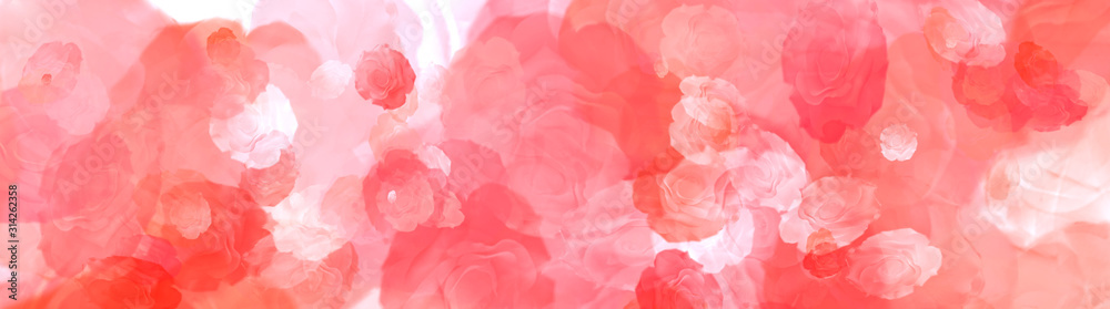 Natural red roses on the best big background panorama. Background with flowers. Valentines love background. Red abstract background.
