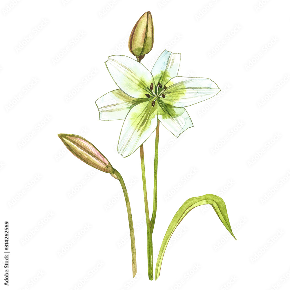 Obraz premium Watercolor white lilies. Wild flower set isolated on white. Botanical watercolor illustration, white lilies bouquet, rustic lilies flowers.