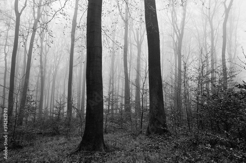 Black and white photo - forest, bare trunks, fog in the background, leaves on the ground and branches