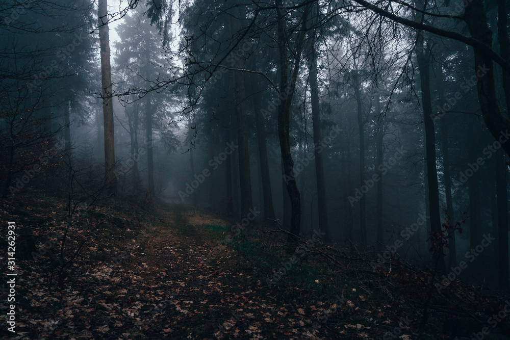 Naklejka premium Wald im Nebel