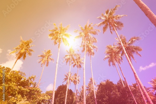 Vintage palm trees background © Tupungato