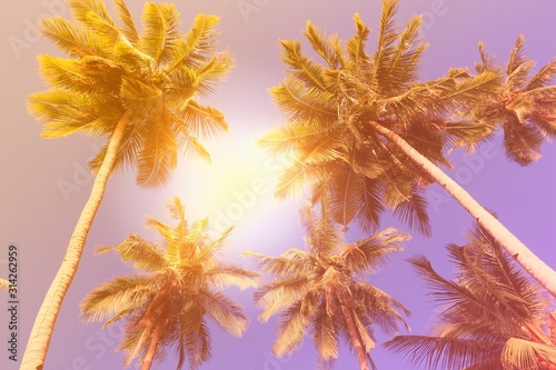 Palm tree background © Tupungato