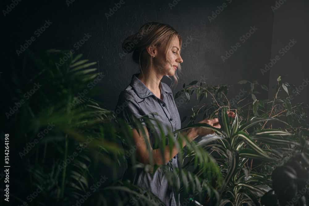 woman caring for home plants. changes the soil, cleans dust from leaves, fertilizes the soil. woman caring for home plants. changes the soil, cleans dust from leaves, fertilizes the soil.