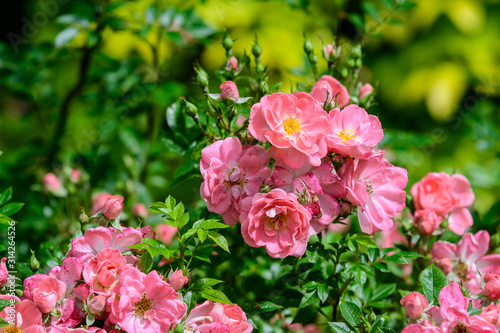 Large green bush with fresh delicate pink roses and green leaves in a garden in a sunny summer day  beautiful outdoor floral background photographed with soft focus