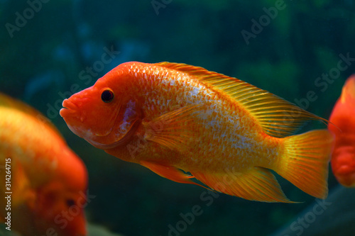 Fish. Big fish cichlasoma labiatum swims in an aquarium in the clear water