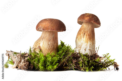 Fényképezés Fresh ceps on moss isolated on white
