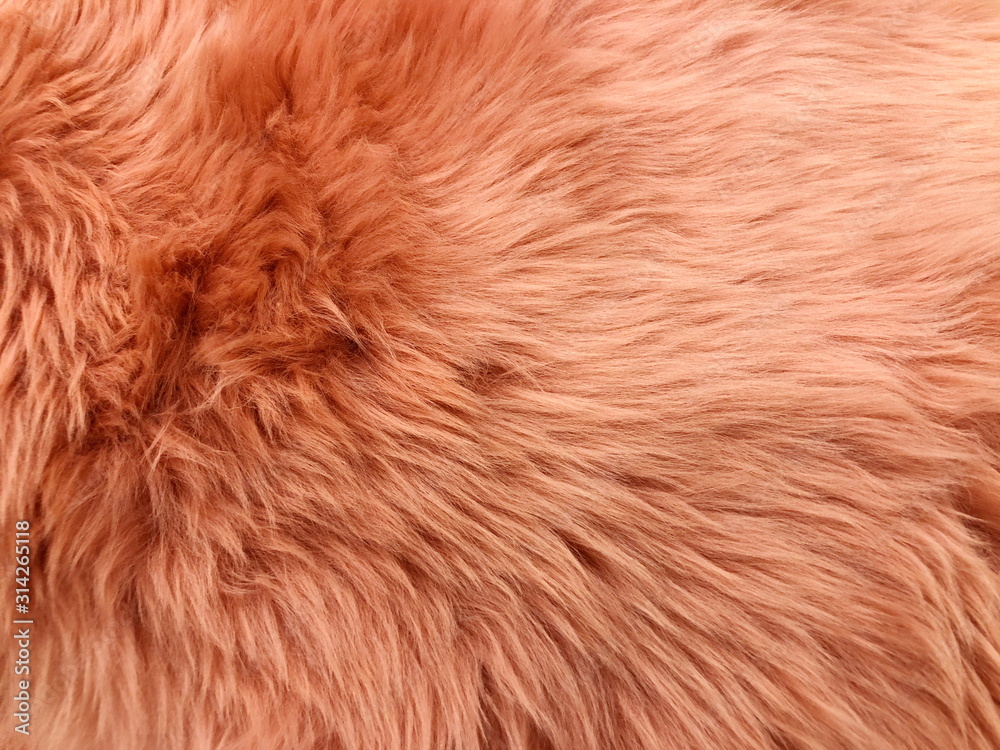 Fototapeta premium Brown long hair fur for background or texture