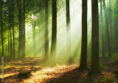 Obraz na płótnie Piękny poranek w lesie