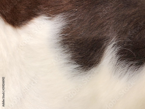 Black and white Fur cow leather texture background