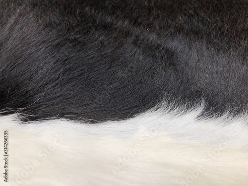 Black and white Fur cow leather texture background © Suwit