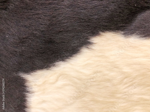 Black and white Fur cow leather texture background © Suwit